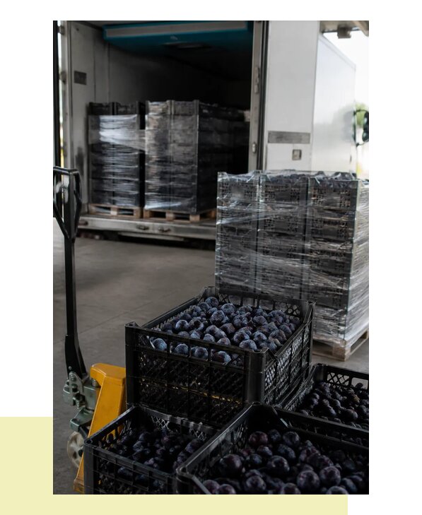Перевозка слив в Магнитогорск с гарантией сохранности груза